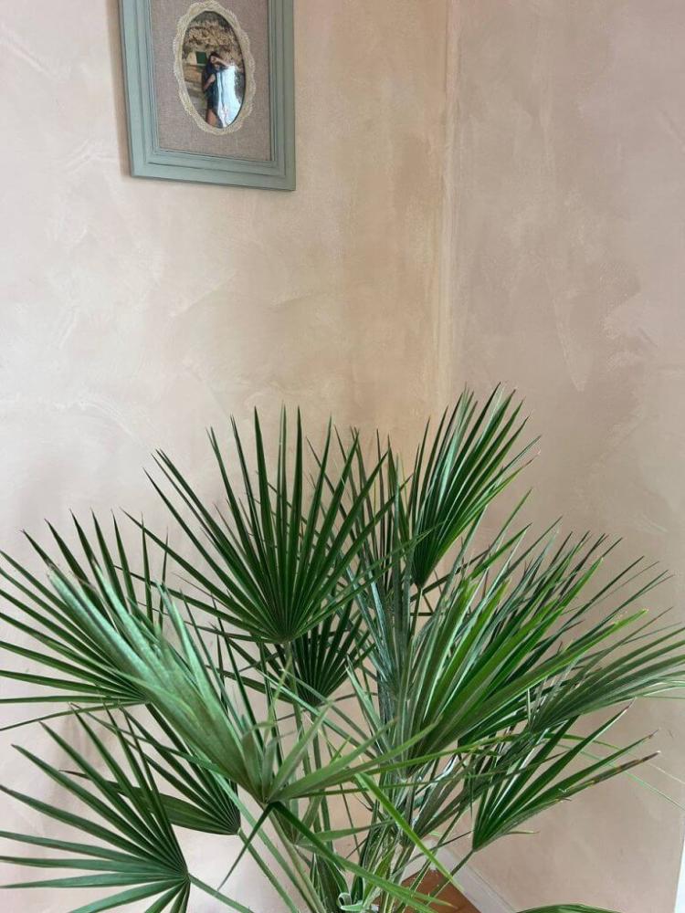 Interior space with historical character painted in ZUBRA Limewash